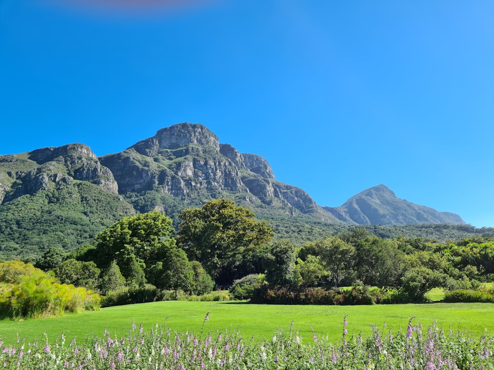 Champ d’herbe verte près de la montagne sous le ciel bleu pendant la journée