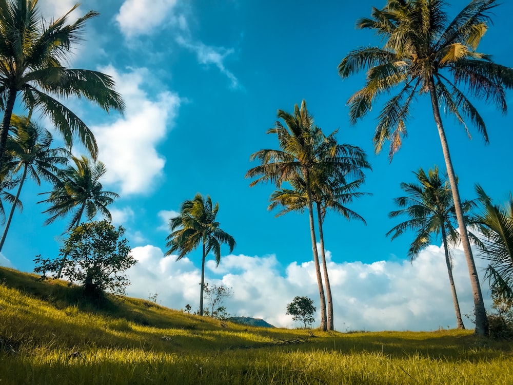 green palm trees on green grass field under blue sky during daytime