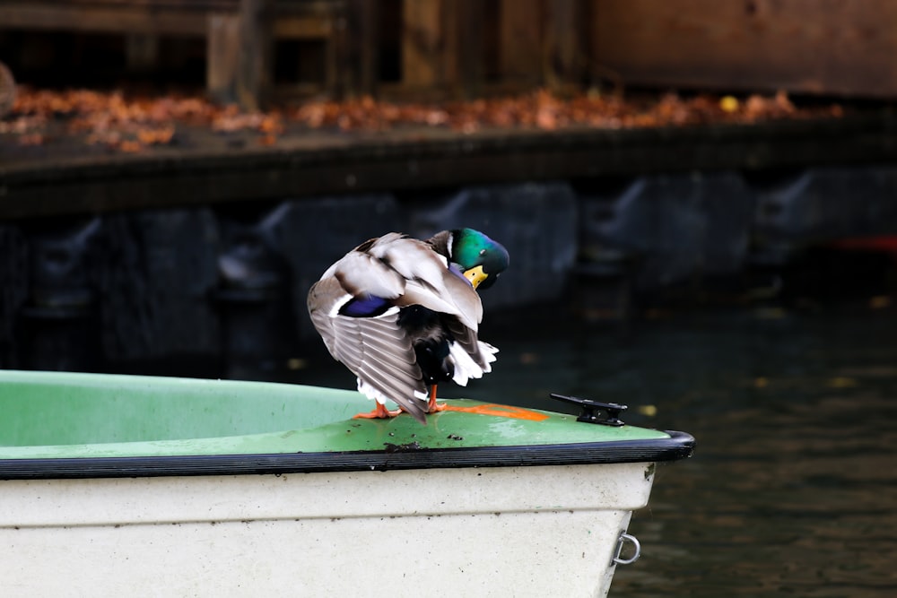 white and black duck on blue and white boat