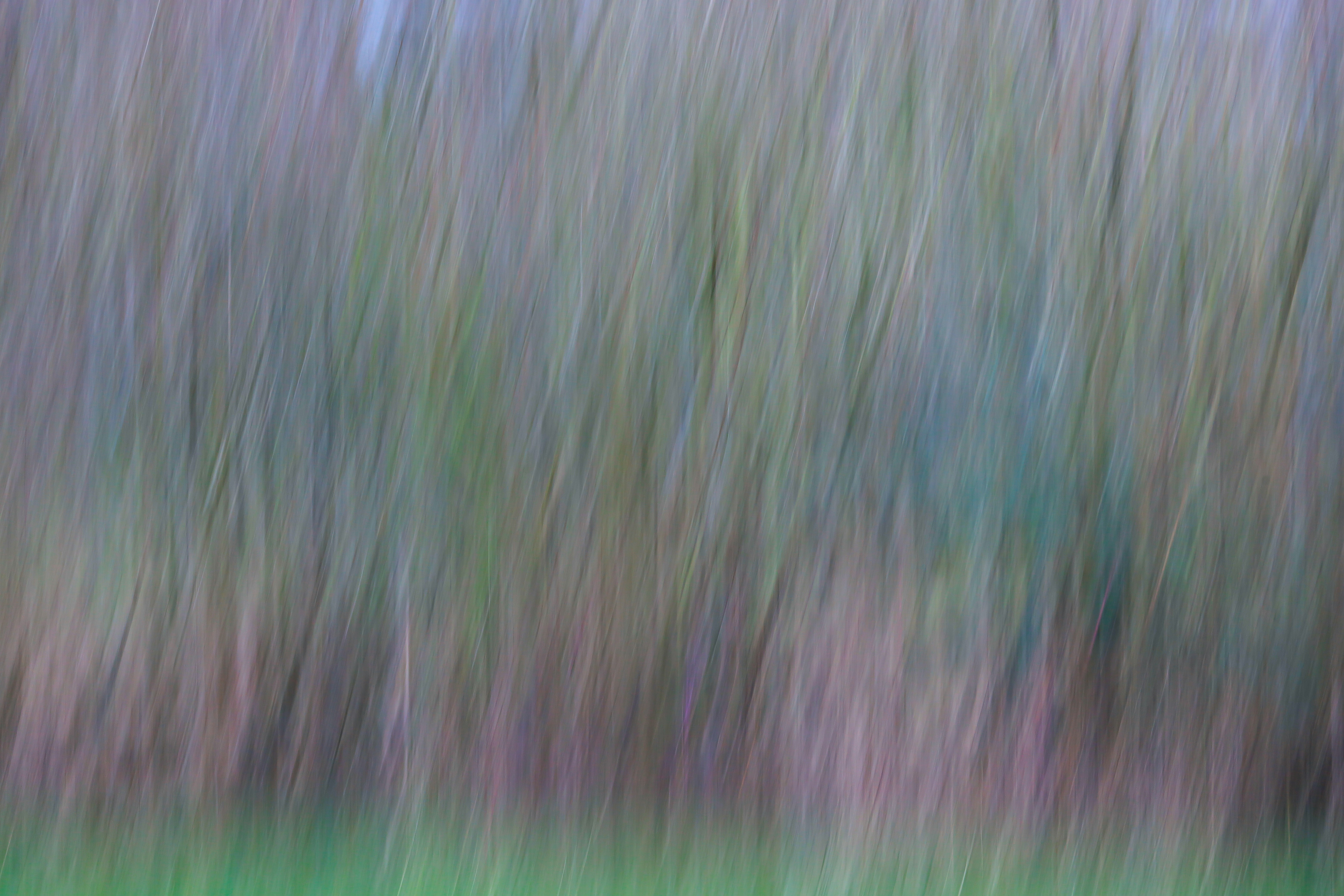 사진 인물 강조되는 배경 선택 기준 - green grass field during daytime