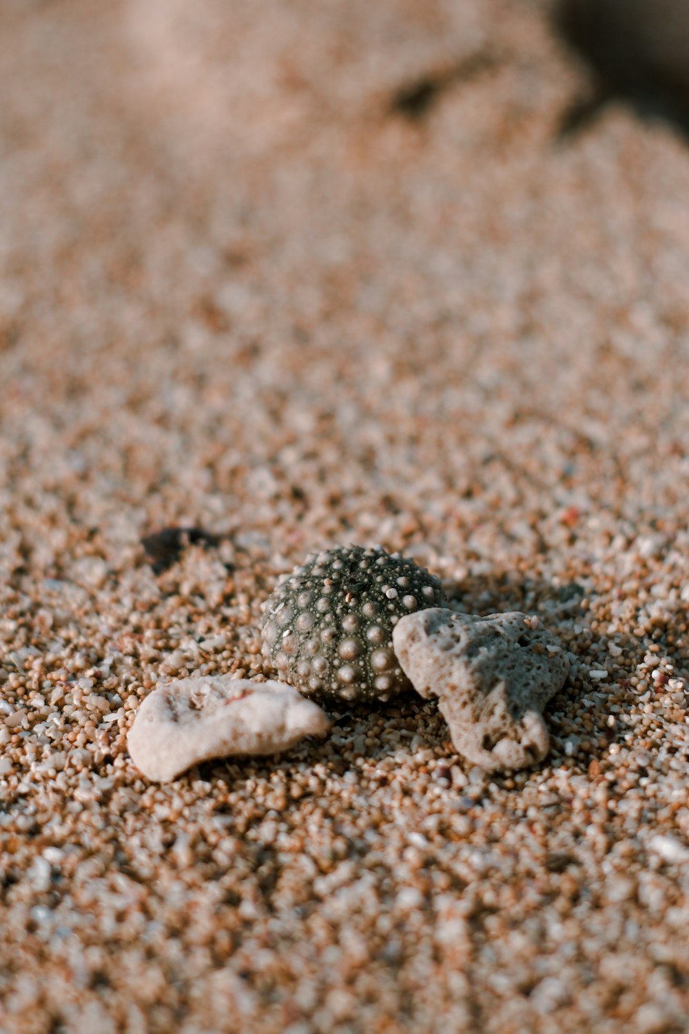 white and gray sea shells on brown sand