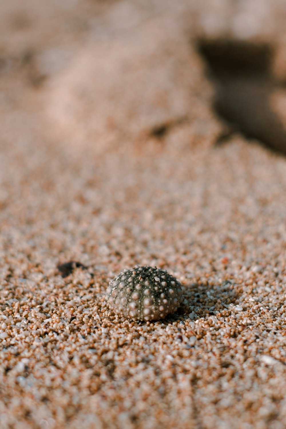 gray and white round ornament on brown sand