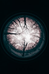 bare trees in the middle of the forest