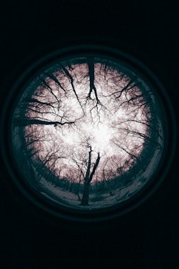 bare trees in the middle of the forest