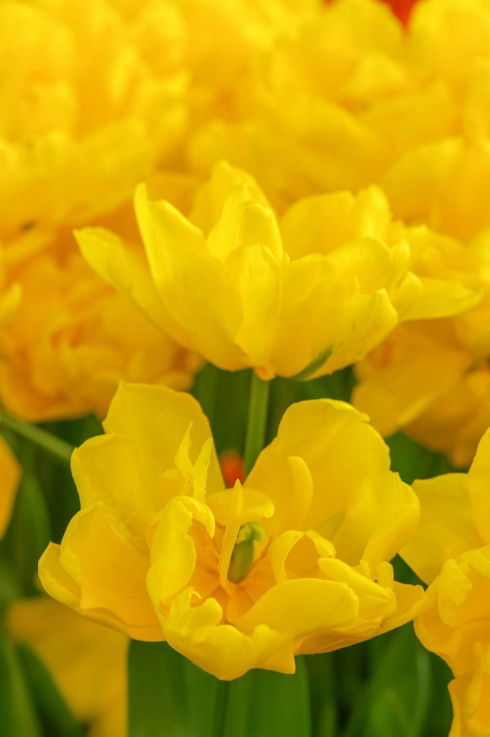 yellow flower in macro shot