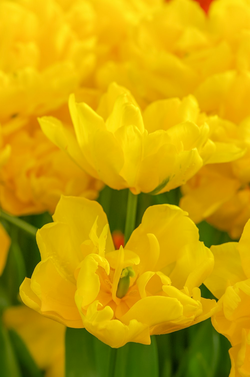 Flor amarilla en macro plano