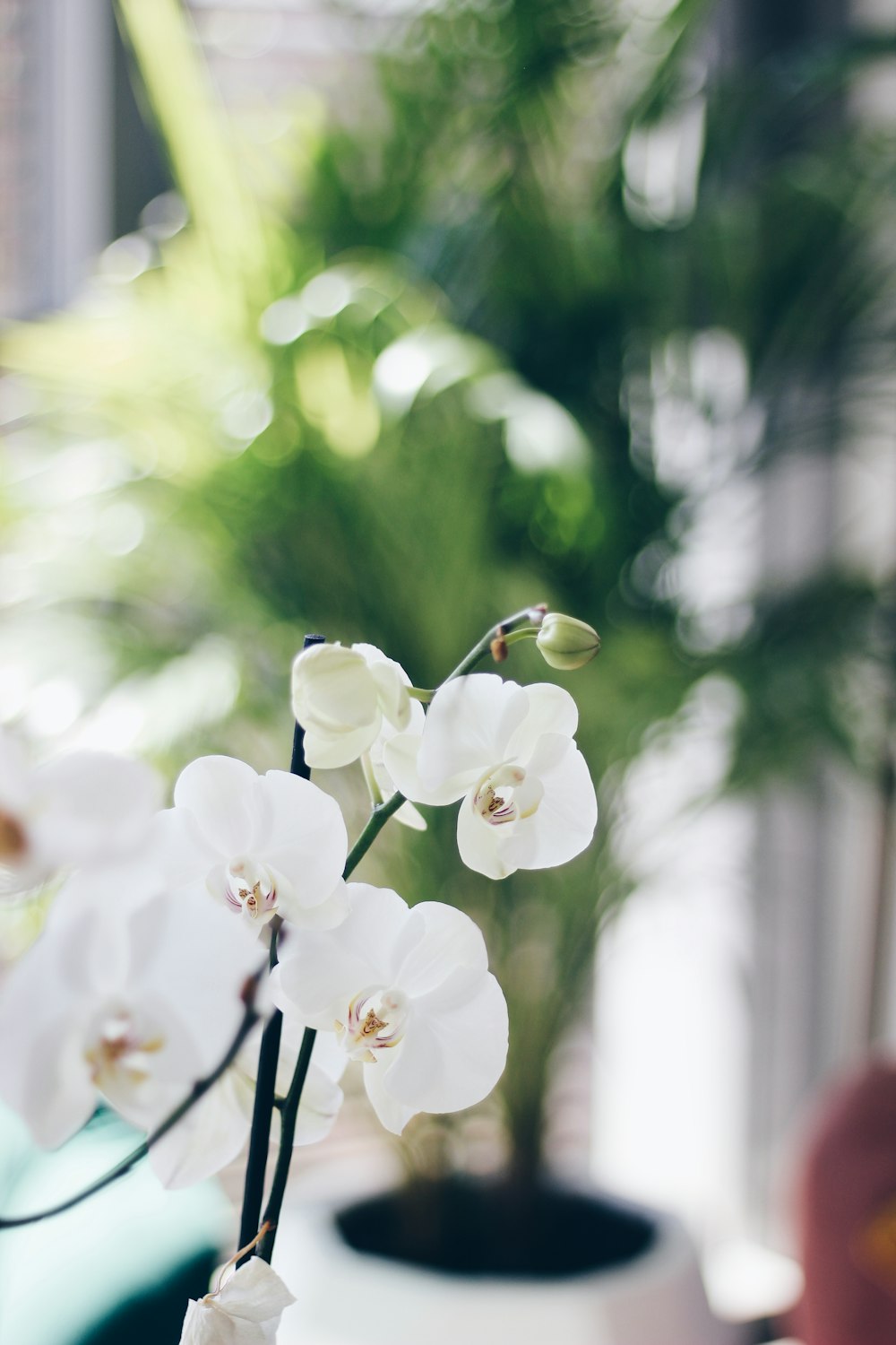 white flowers in tilt shift lens