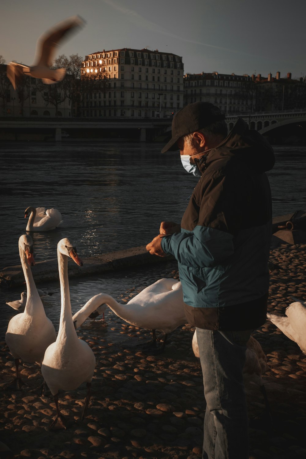 man in black jacket and black pants standing beside white swan on water during daytime