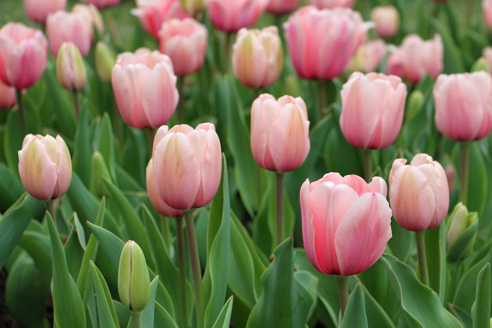 pink tulips in bloom during daytime