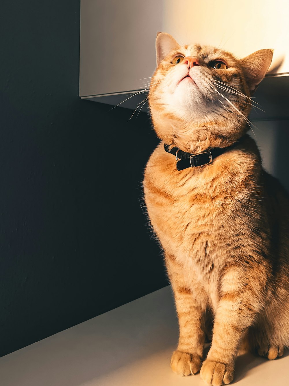 orange tabby cat with black collar