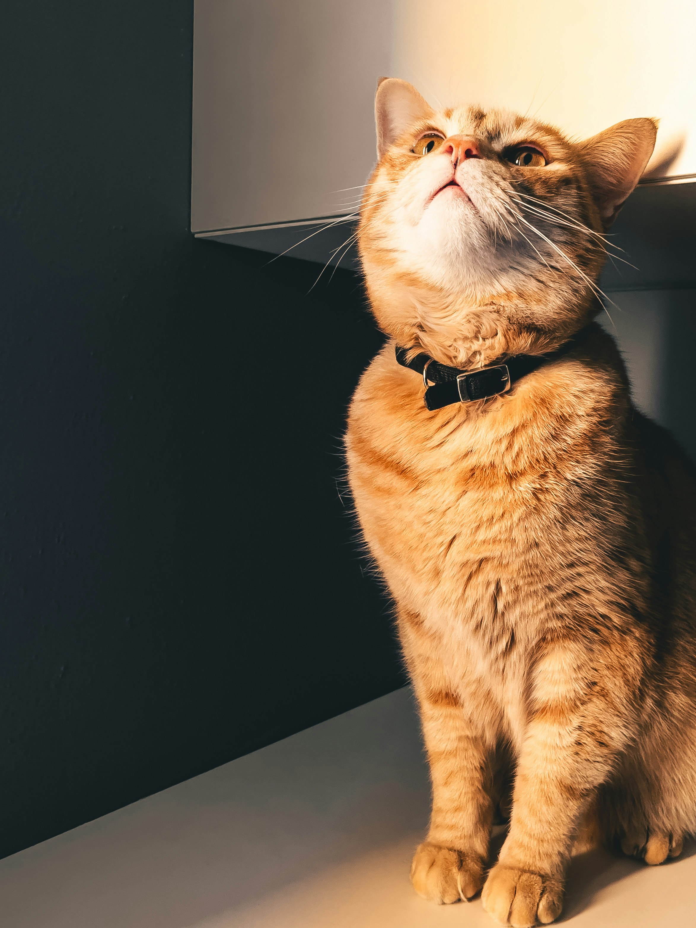orange tabby cat with black collar