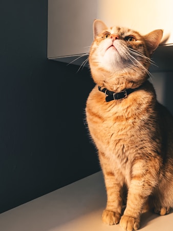 An orange tabby cat with a black collar gazes upward, bathed in warm sunlight. The cat's fur appears soft and plush, with a mix of orange and cream tones. The background consists of a dark wall and a portion of a light-colored surface.