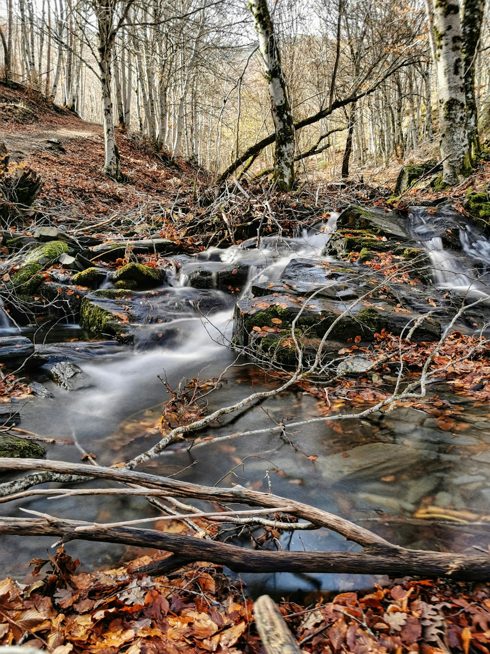갈색 나무 줄기에 흐르는 물