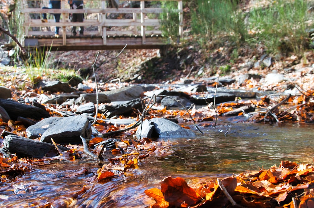 brown dried leaves on ground near body of water during daytime