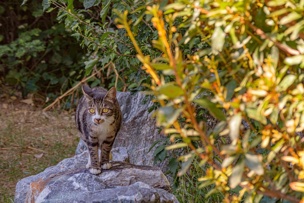 brown tabby cat on gray rock