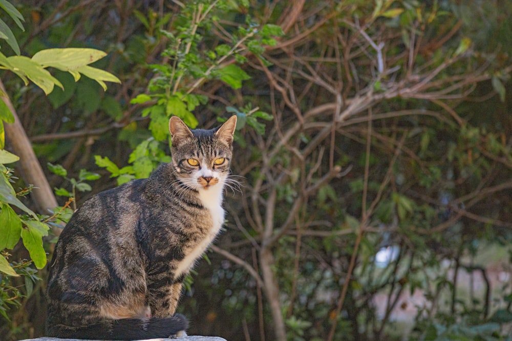 brown and white cat on tree branch