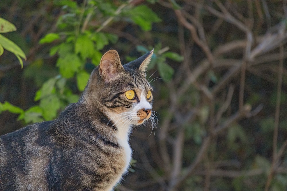 brown tabby cat on brown tree branch during daytime