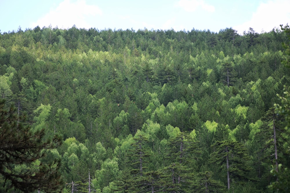 green trees under white sky during daytime