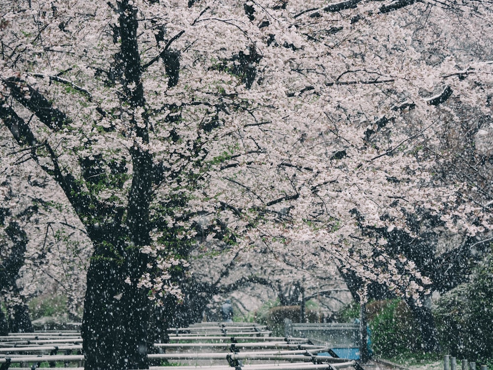 Graustufenfoto von Kirschblütenbäumen