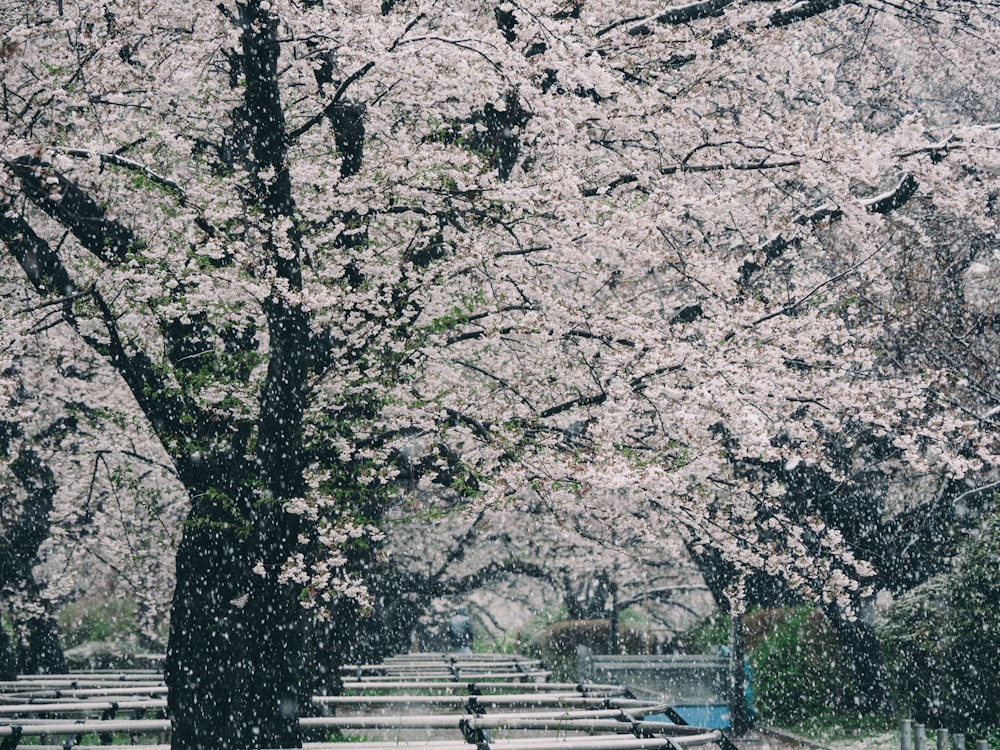 Photo en niveaux de gris de cerisiers en fleurs