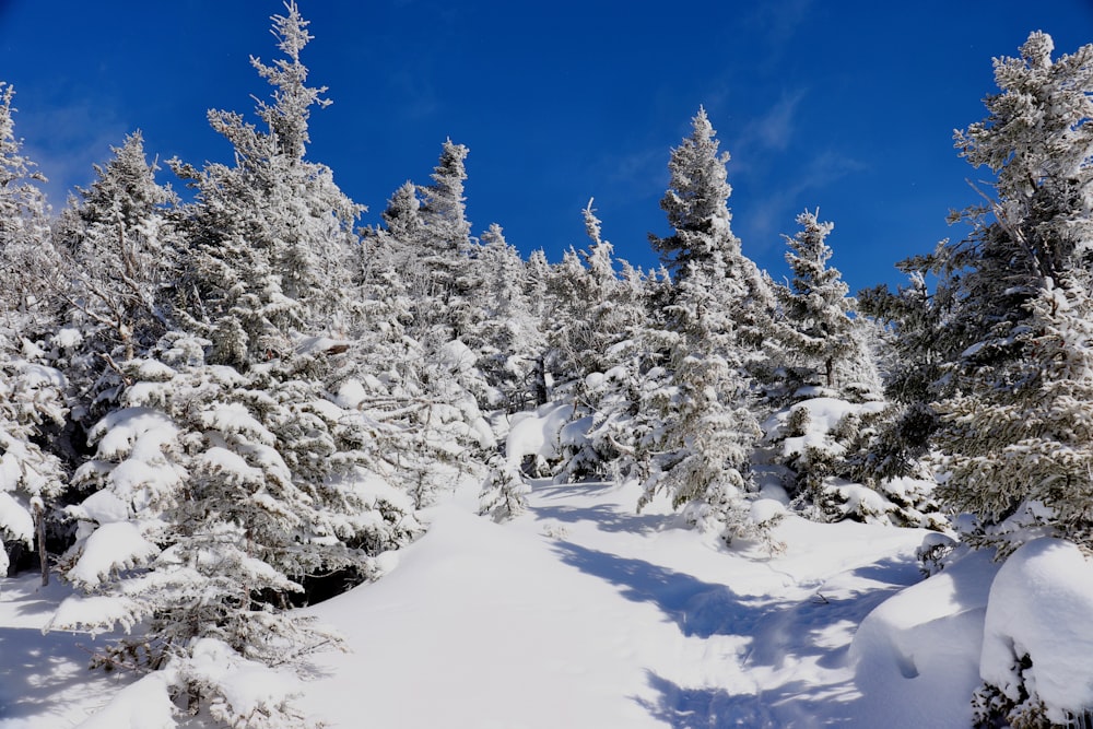 snow covered trees and mountains during daytime