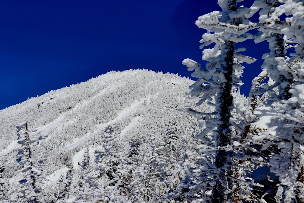Pino cubierto de nieve en una montaña cubierta de nieve durante el día
