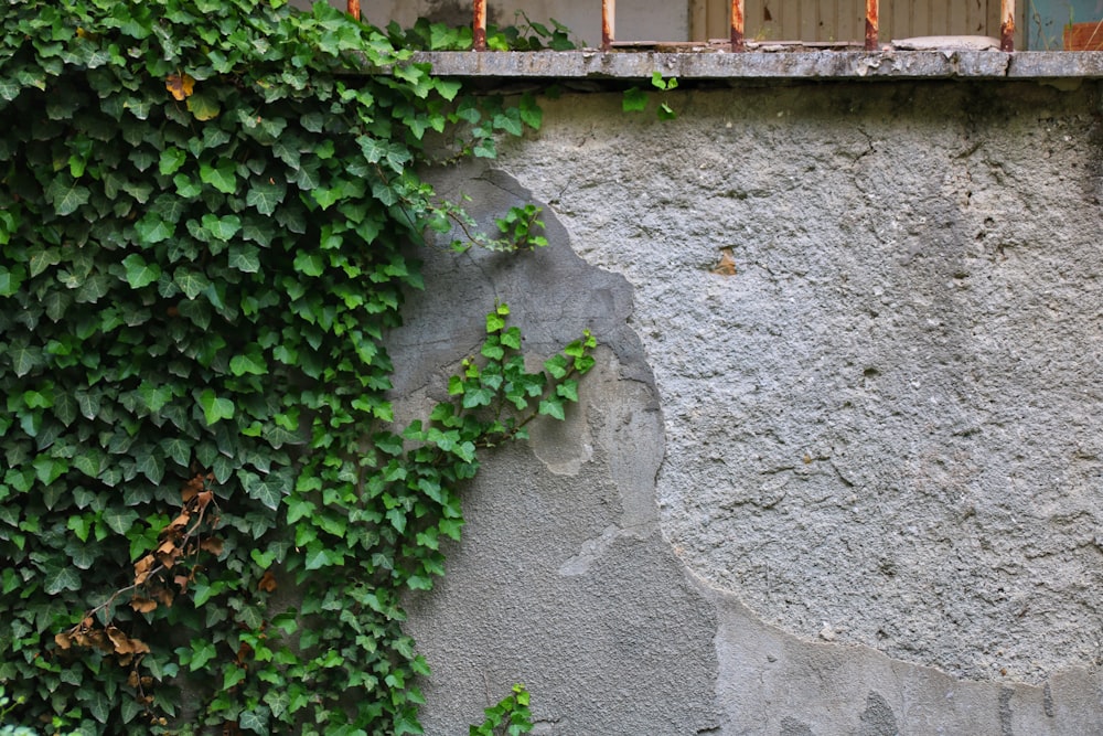 灰色のコンクリートの床に緑の植物