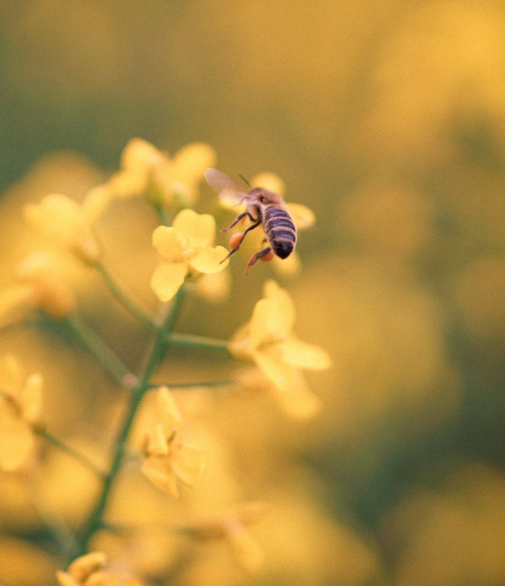 yellow and black bee on yellow flower