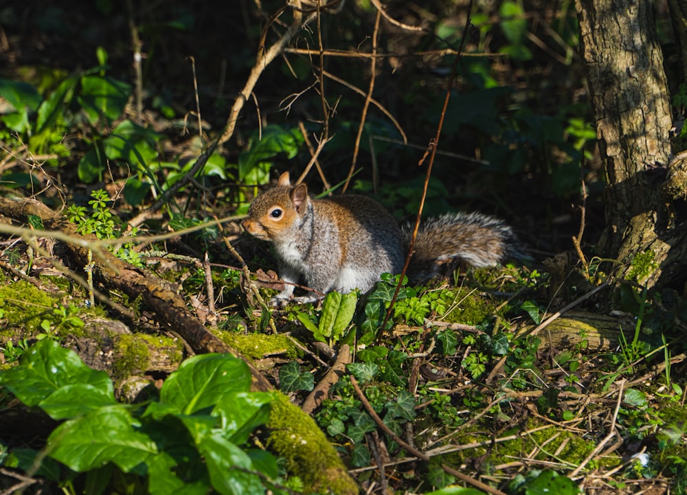 écureuil brun sur herbe verte