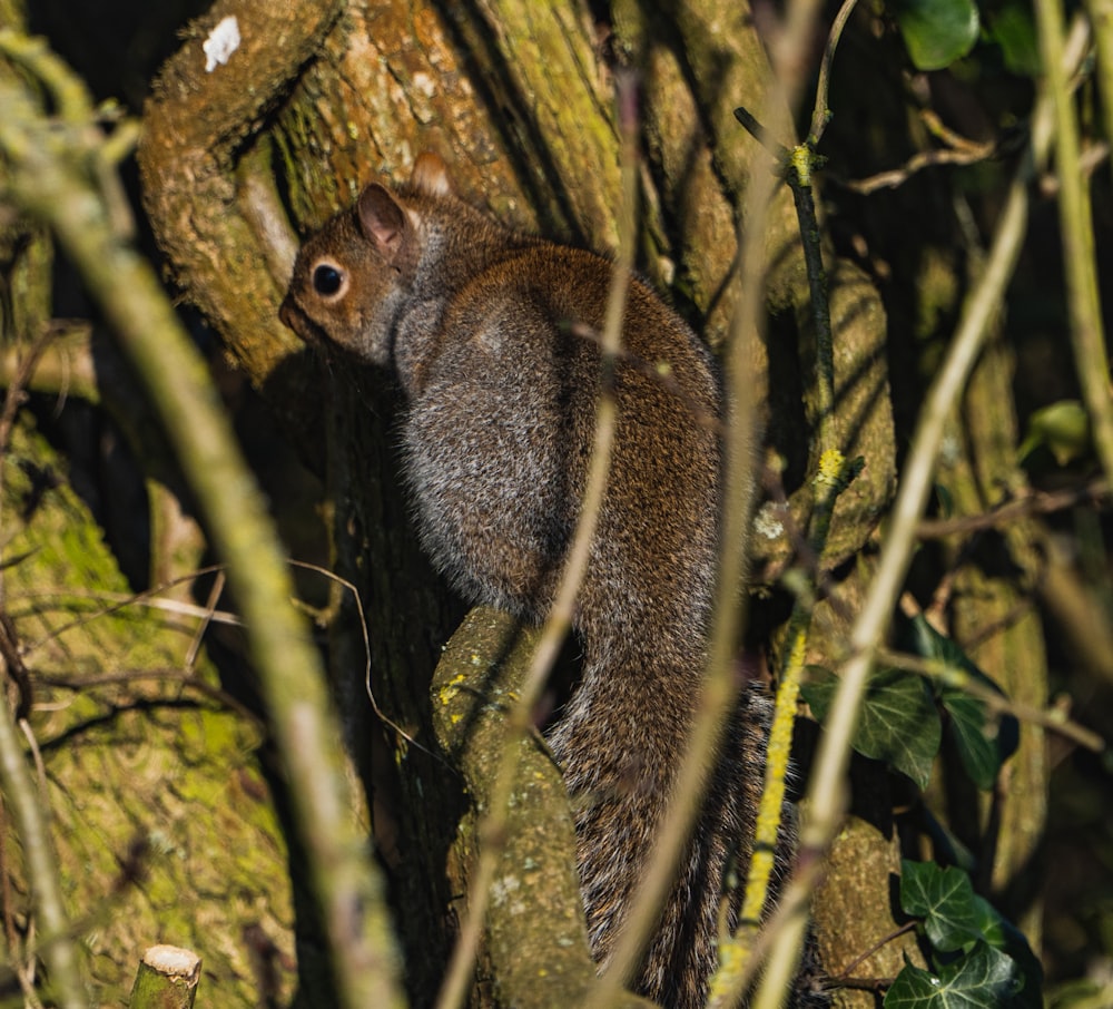 écureuil brun sur la branche d’un arbre pendant la journée