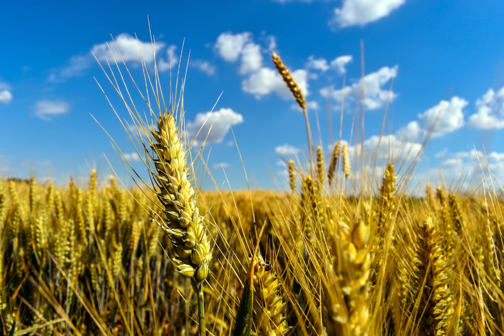 wheat field under blue sky during daytime