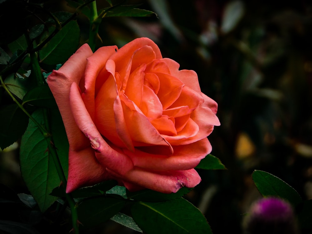 orange rose in bloom during daytime