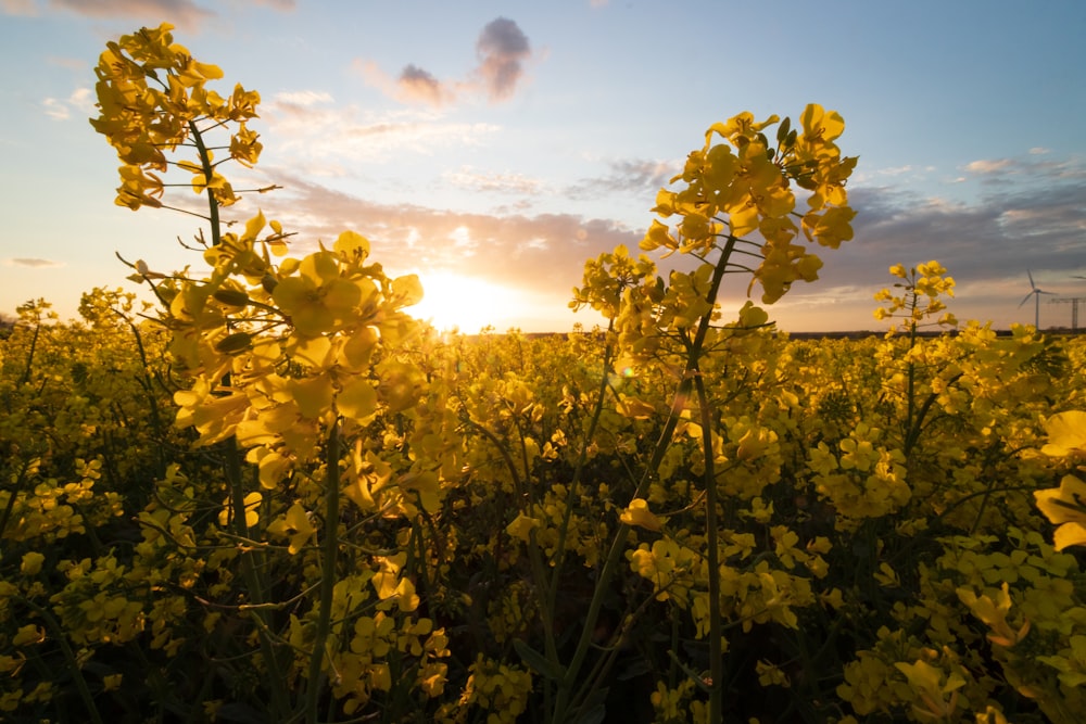 yellow flower field under cloudy sky during daytime