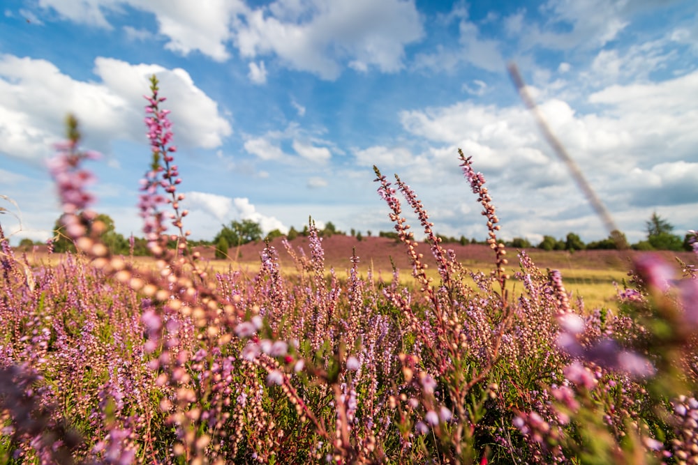 Lila Blumenfeld unter blauem Himmel tagsüber