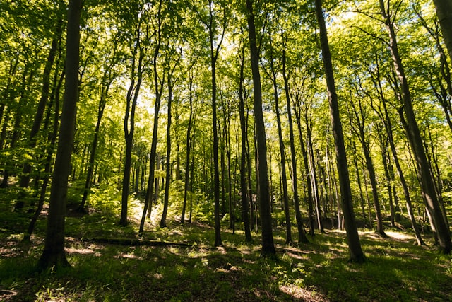 Wie geht es unserem Wald?