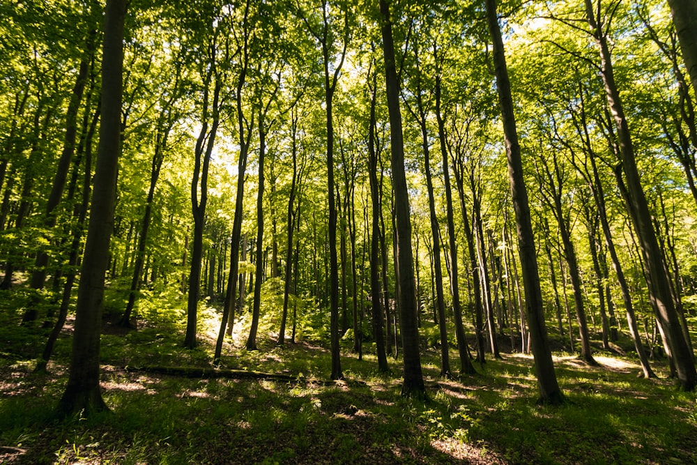 Grüne Bäume auf Wald während des Tages