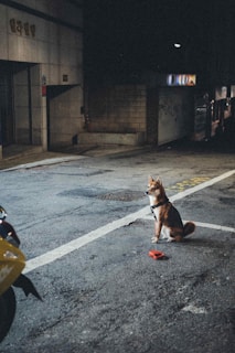 A small dog with a leash sits alone on a dimly lit urban street at night. The background includes a building with closed shutters and a parked scooter partially visible. The scene is quiet and somewhat isolated.