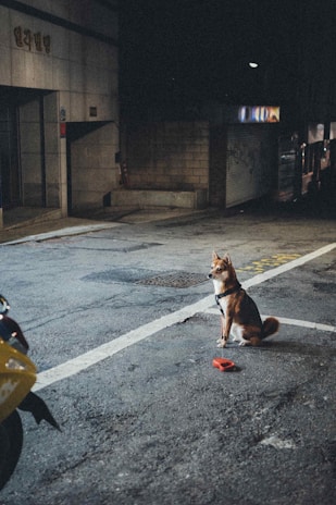 A small dog with a leash sits alone on a dimly lit urban street at night. The background includes a building with closed shutters and a parked scooter partially visible. The scene is quiet and somewhat isolated.