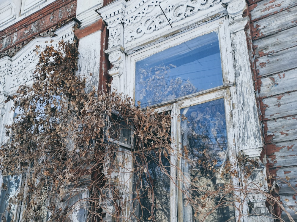 an old building with vines growing out of it