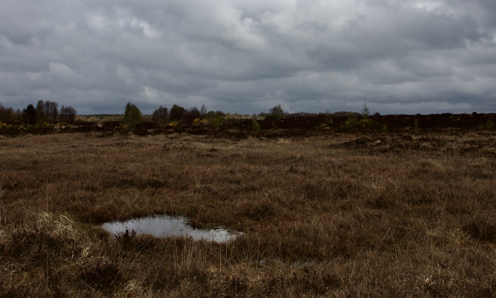 green grass field near lake under cloudy sky during daytime