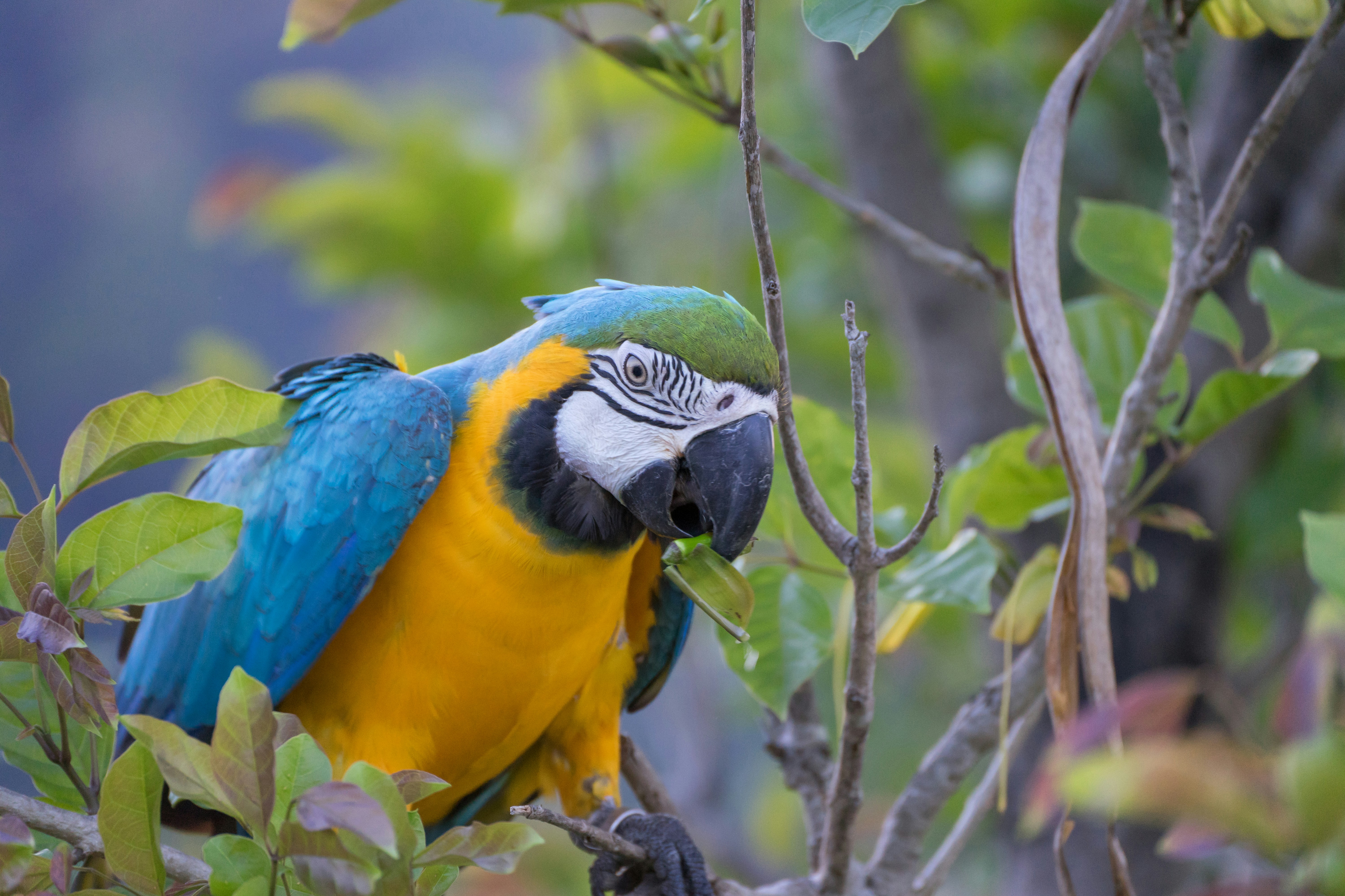 Adventure Seekers' Guide: Best Months for Exploring Ecuador and the Galapagos - Exploring Ecuador and the Galapagos: An Overview