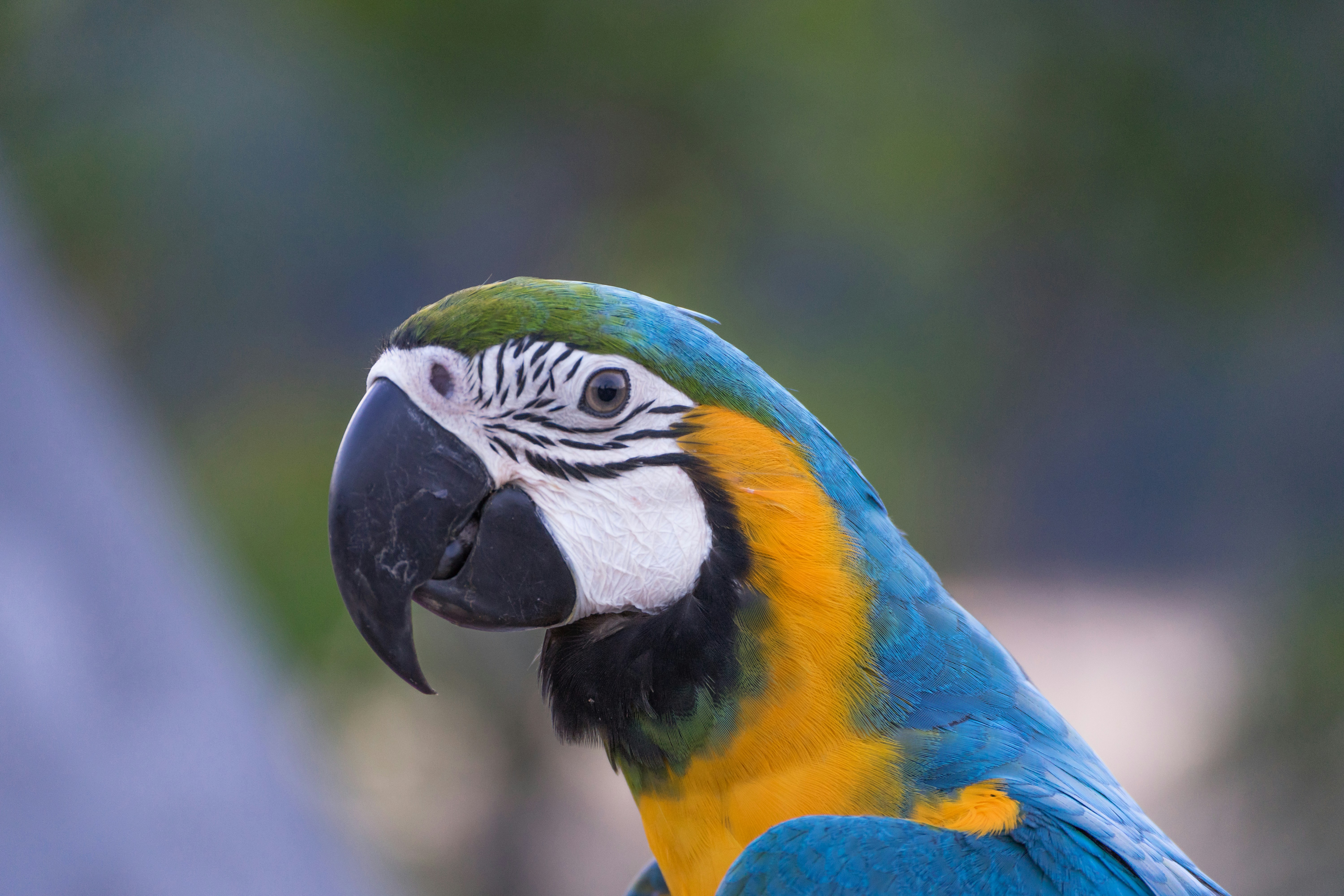 Photo by andremouton