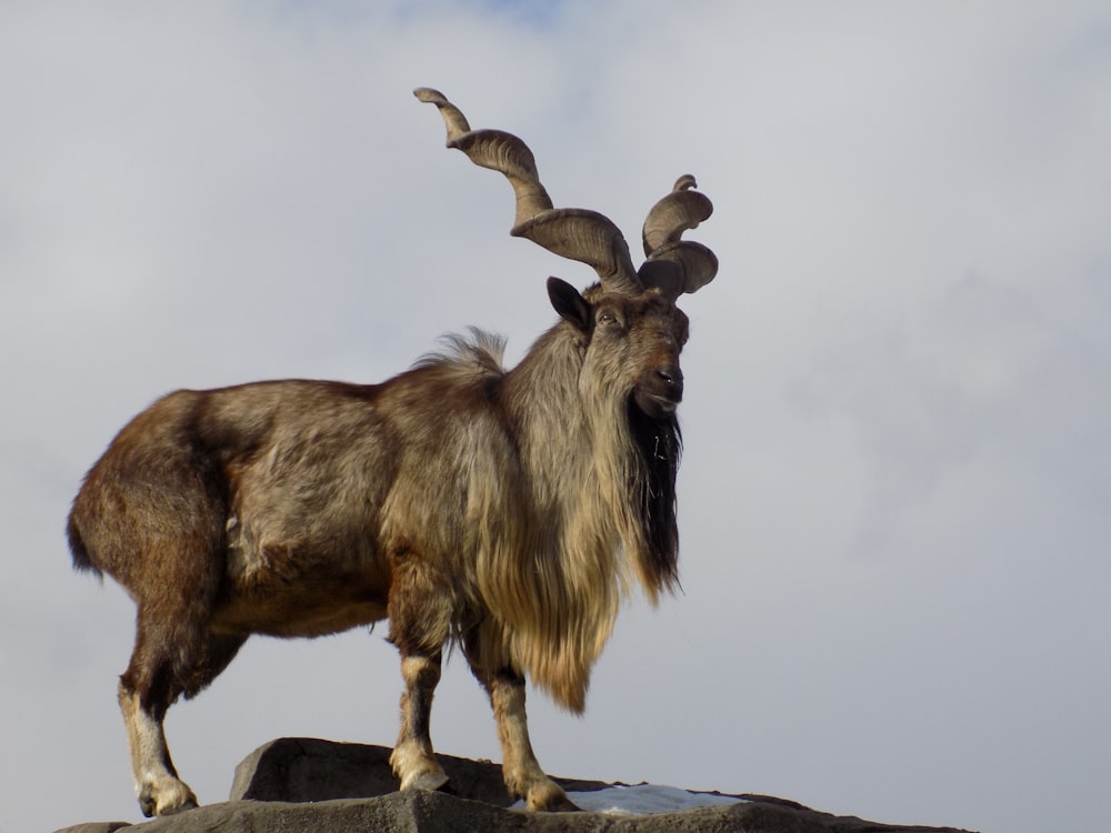 brown ram standing on gray rock under white clouds during daytime