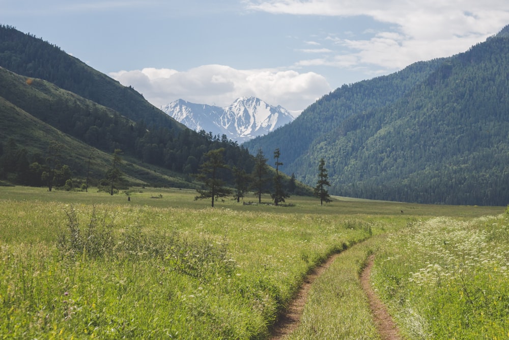 Campo di erba verde vicino a alberi verdi e montagne durante il giorno