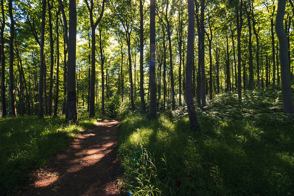 green grass and brown trees during daytime