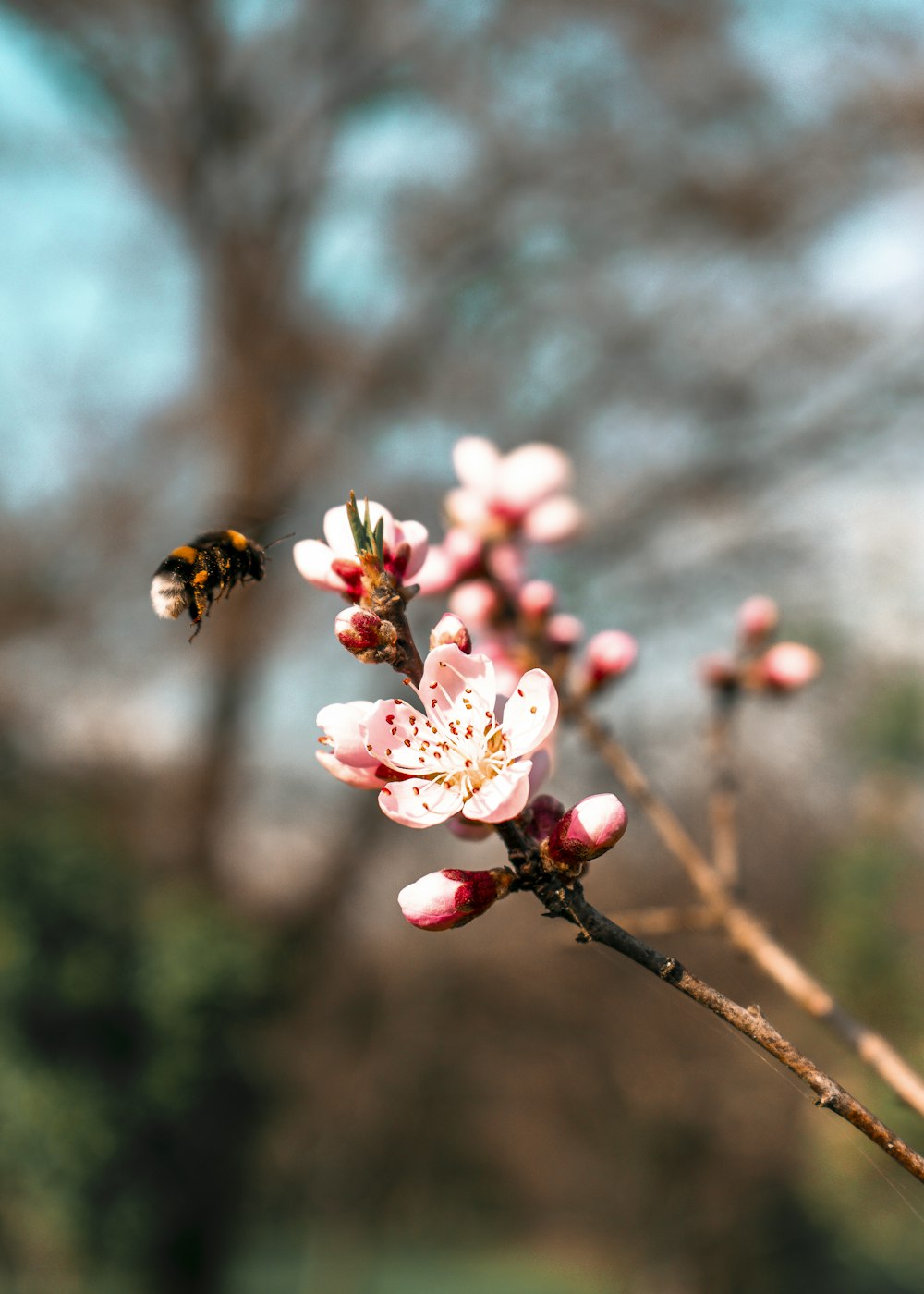 black and yellow bee on white and pink flower