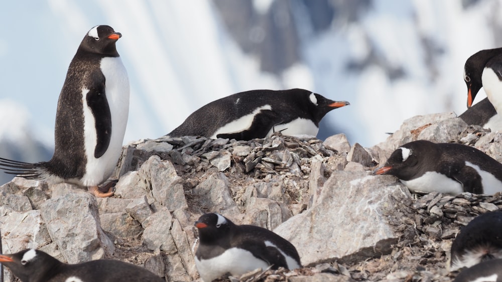 black and white penguin on gray rock