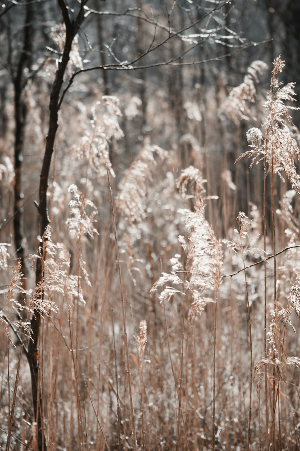 brown and white grass field