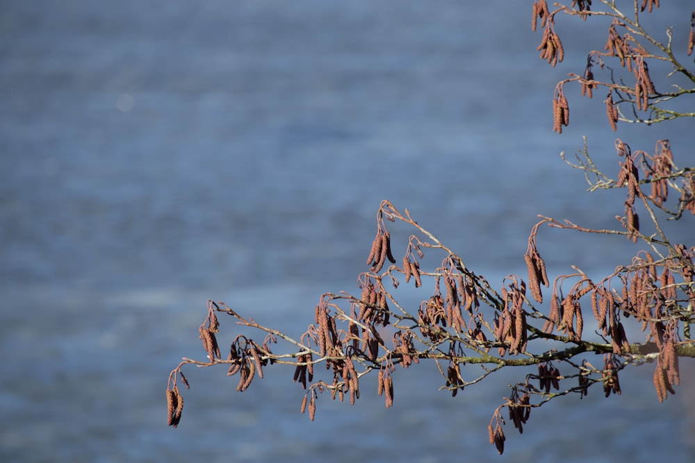 brown tree branch in tilt shift lens