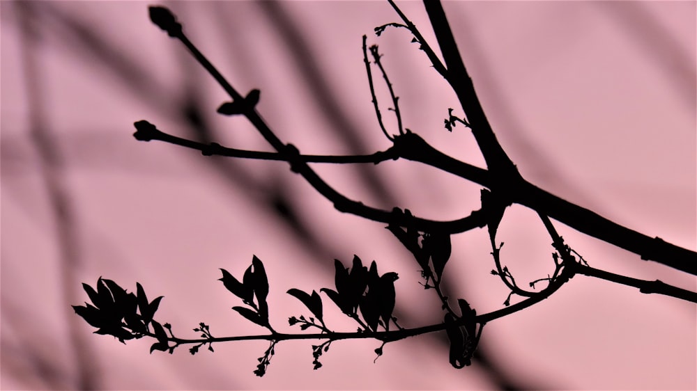 black bird on brown tree branch